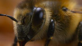 I Segreti delle Api - Immagini dal set