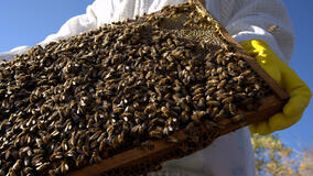 I Segreti delle Api - Immagini dal set