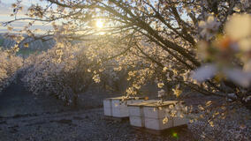 I Segreti delle Api - Immagini dal set