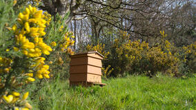 I Segreti delle Api - Immagini dal set