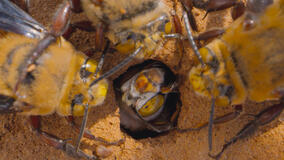 I Segreti delle Api - Immagini dal set