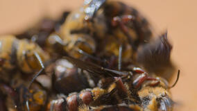 I Segreti delle Api - Immagini dal set