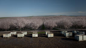 I Segreti delle Api - Immagini dal set