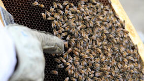 I Segreti delle Api - Immagini dal set