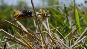 I Segreti delle Api - Immagini dal set