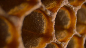 I Segreti delle Api - Immagini dal set