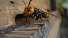 I Segreti delle Api - Immagini dal set