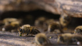 I Segreti delle Api - Immagini dal set