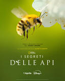 I Segreti delle Api - Poster
