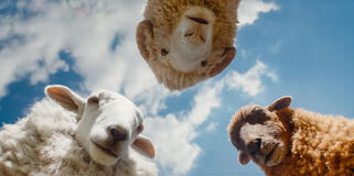 (S-D) Regina Hall come voce di Cloud, Chris O'Dowd come voce di Mopple e Julia-Louis Dreyfus come voce di Lily in Pecore Sotto Copertura