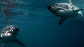 Boss Shark - La battaglia dei sessi - First Look