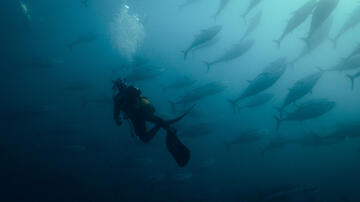 Un subacqueo attira un tonno in un'Almadraba, una complessa trappola antica, in Omnivore 1x02