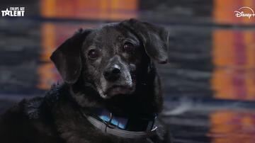Italia's Got Talent 2025, il cane Calimero riconosce la voce di Damiano dei Måneskin