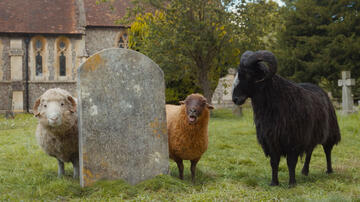 Pecore Sotto Copertura, scena da Teaser Trailer