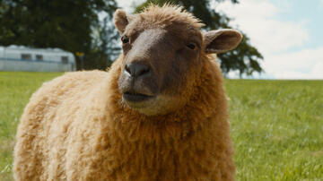 Pecore Sotto Copertura, scena da Trailer